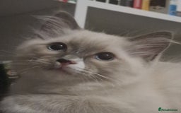Ragdoll cats for sale: Meet Simon – the last of our Ragdoll trio - Image 5