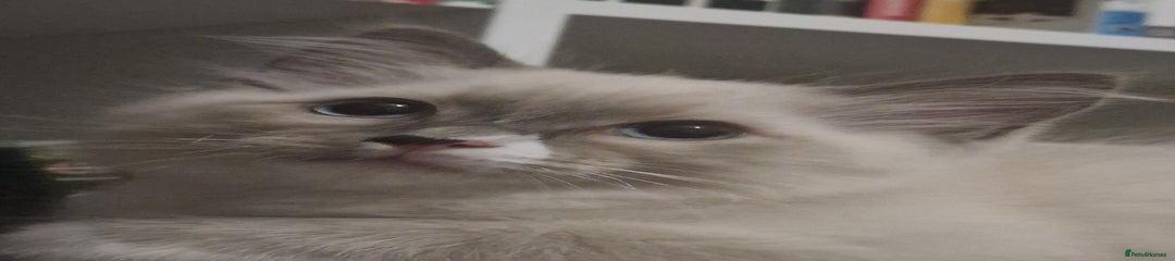 Simon