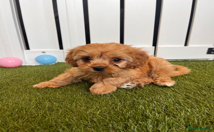 Cavapoo dogs - Advert 11