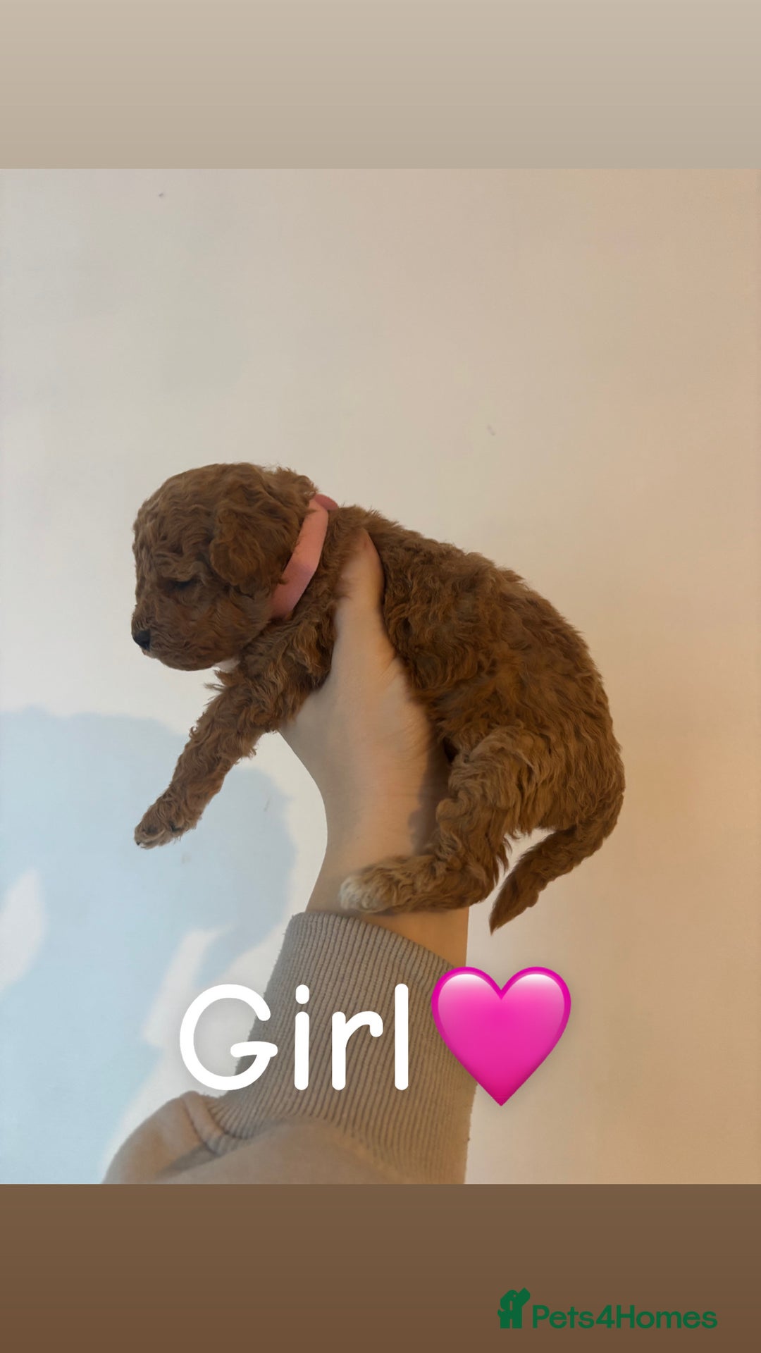 Toy Poodle dogs for sale: Toy Poodle Puppies  - Advert 4