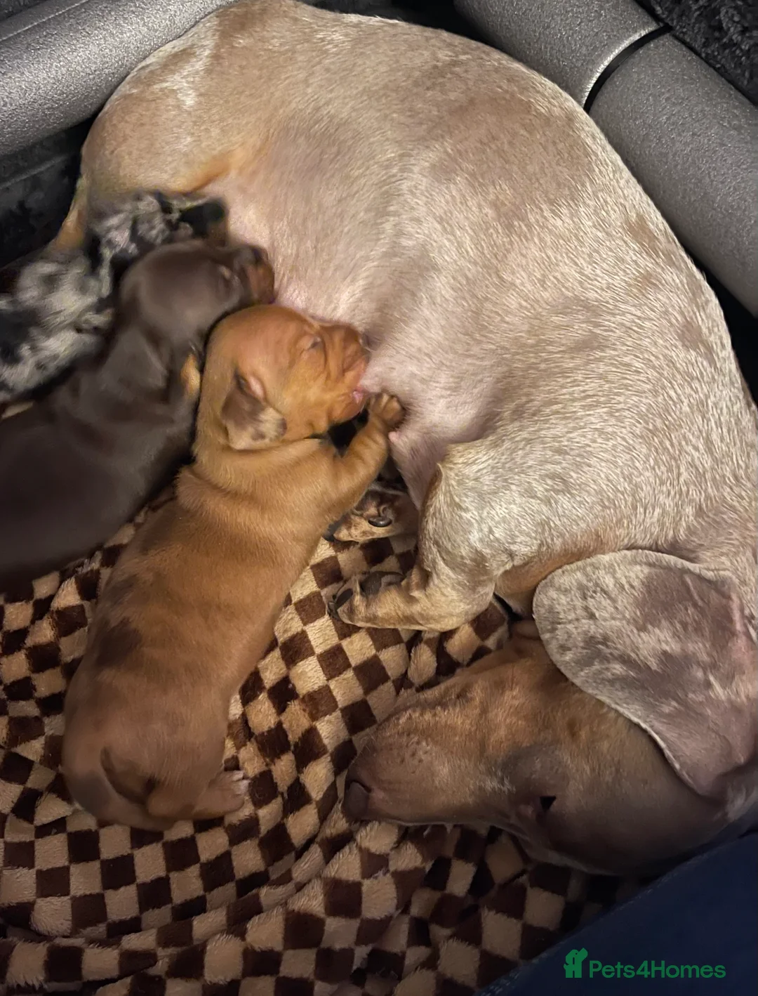 Dachshund dogs for sale: 2 Gorgeous Dachshund Girls - Advert 1