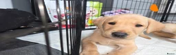 Labrador Retriever dogs for sale: Quality KC registered labrador pups boys and girls - Advert 8