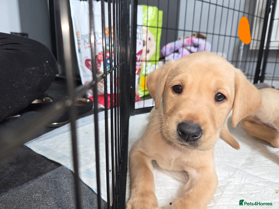 Labrador Retriever dogs for sale: Quality KC registered labrador pups boys and girls - Advert 8