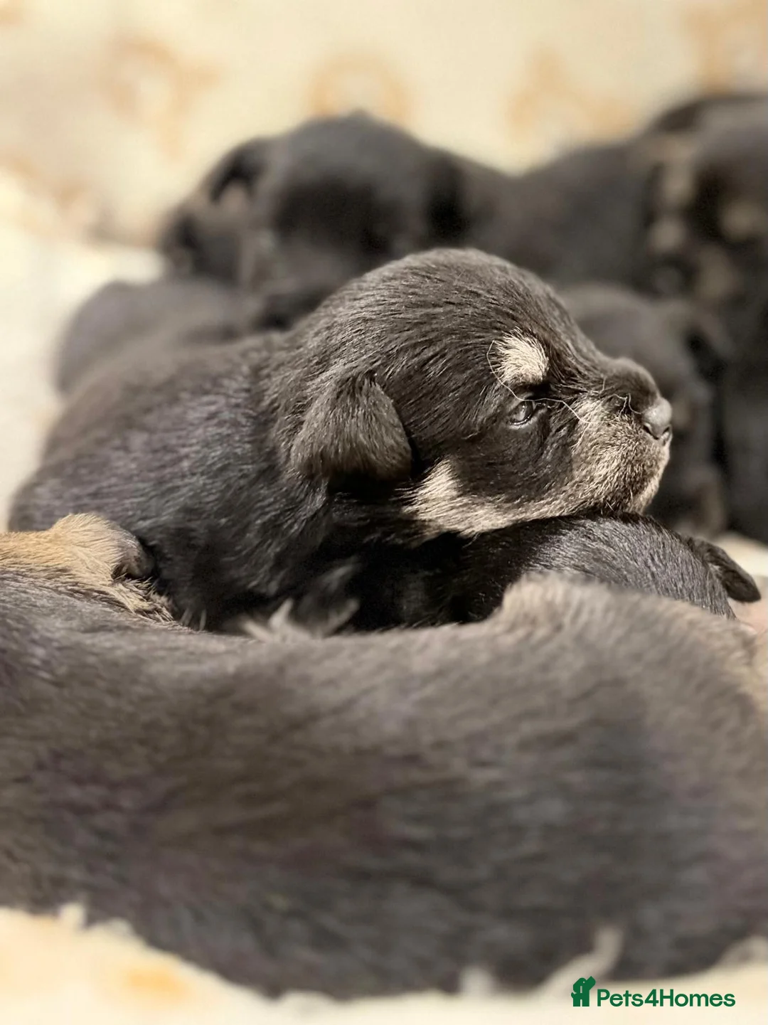 Miniature Schnauzer dogs for sale: Outstandung KC reg Miniature Schnauzer puppies - Advert 2