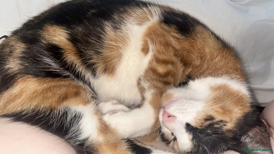 Mixed Breed cats for sale: 6 month old kitten ready to be be xolelcted - Advert 3