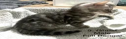 Bengal cats for sale: Full & Half Breed Bengal Kittens  - Advert 22