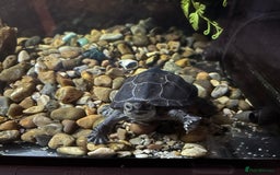 Turtle reptiles for sale: Black marsh turtle aged 5 - Advert 3