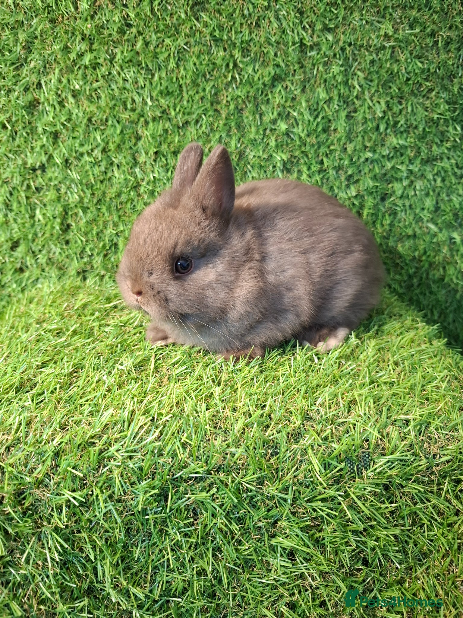 Netherland Dwarf rabbits NETHERLAND DWARF - Advert 1