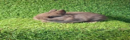 Netherland Dwarf rabbits for sale: NETHERLAND DWARF - Advert 1