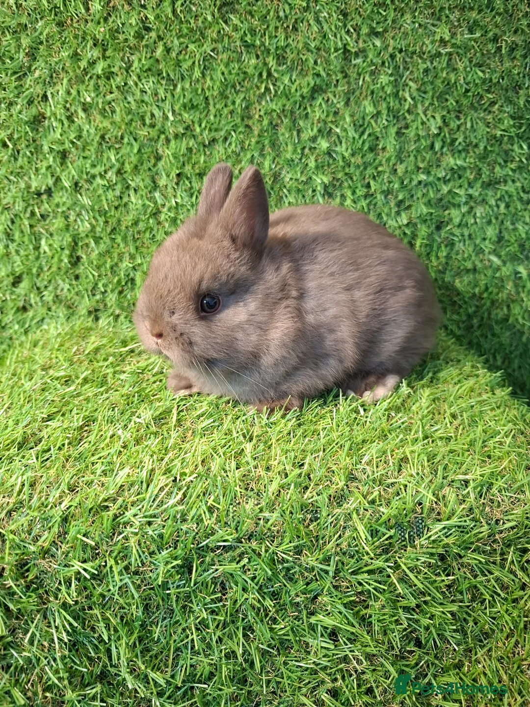 Netherland Dwarf rabbits for sale: NETHERLAND DWARF - Advert 1