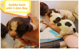 English Springer Spaniel dogs for sale: 🌟 Beautiful Springer Spaniel Litter - Image 33