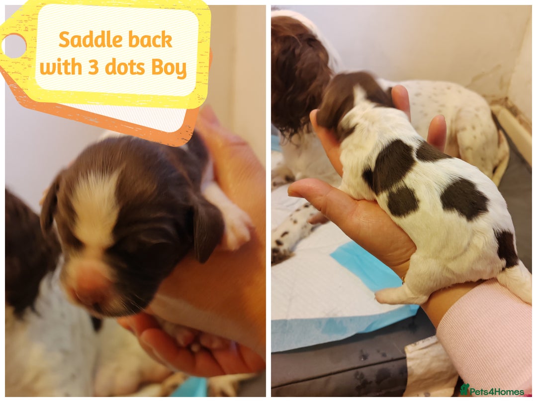 English Springer Spaniel dogs for sale: 🌟 Beautiful Springer Spaniel Litter - Image 33