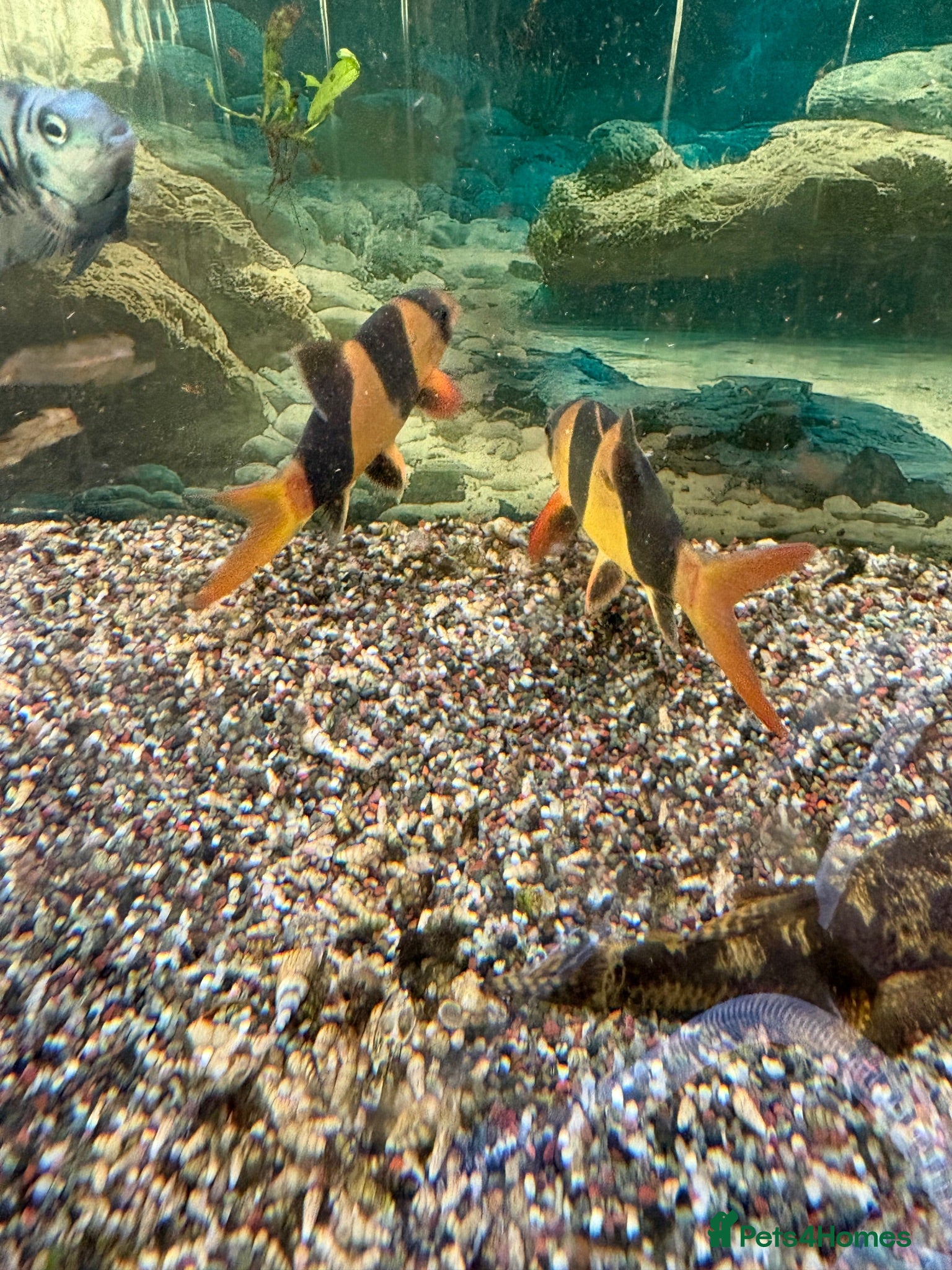 Loaches fish Closing tanks down - Advert 1