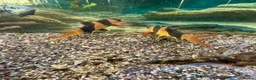 Loaches fish for sale: Closing tanks down in Billingham - Advert 1