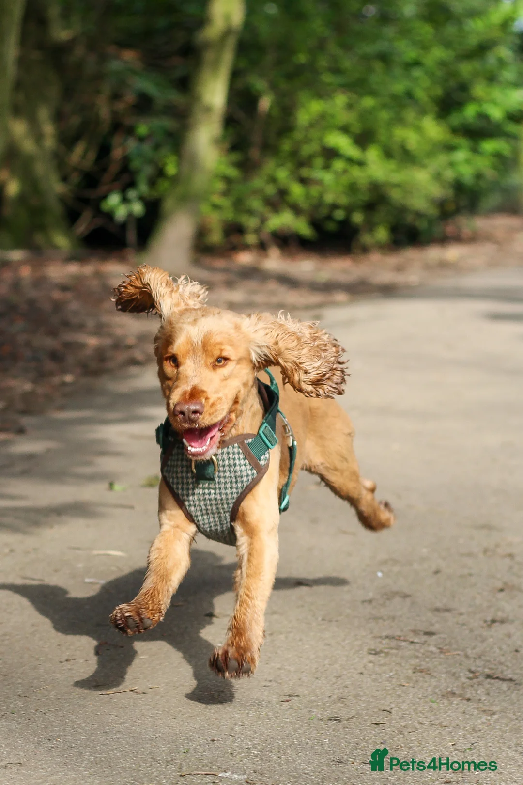 Cocker Spaniel dogs for stud: Show Type Cocker Spaniel For Stud  in Barnsley - Advert 9