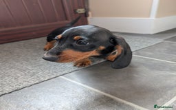 Miniature Dachshund dogs for sale: Miniature Dachshund Puppies  - Image 12