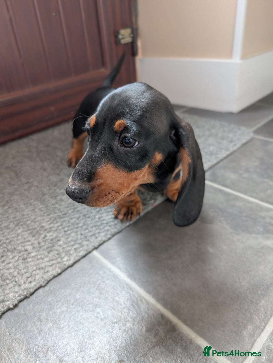 Miniature Dachshund dogs for sale: Miniature Dachshund Puppies  - Image 12