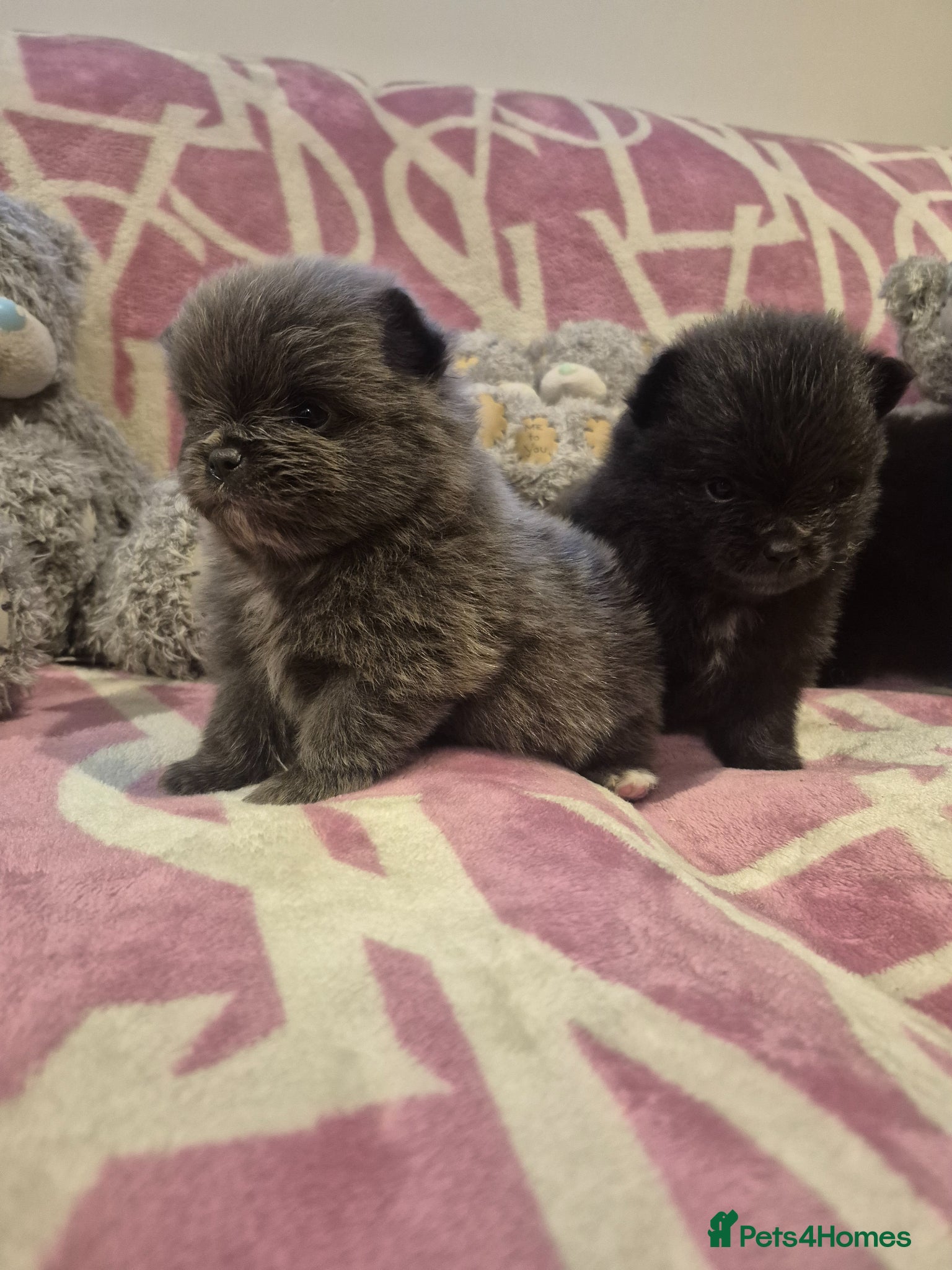 Pomeranian dogs for sale: Mini pomeranian puppies excel Russian bloodlines - Advert 4