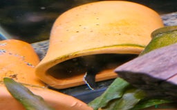 Plecos fish for sale: Sterlight placo 6 fish group 2 pairs breading  - Advert 3