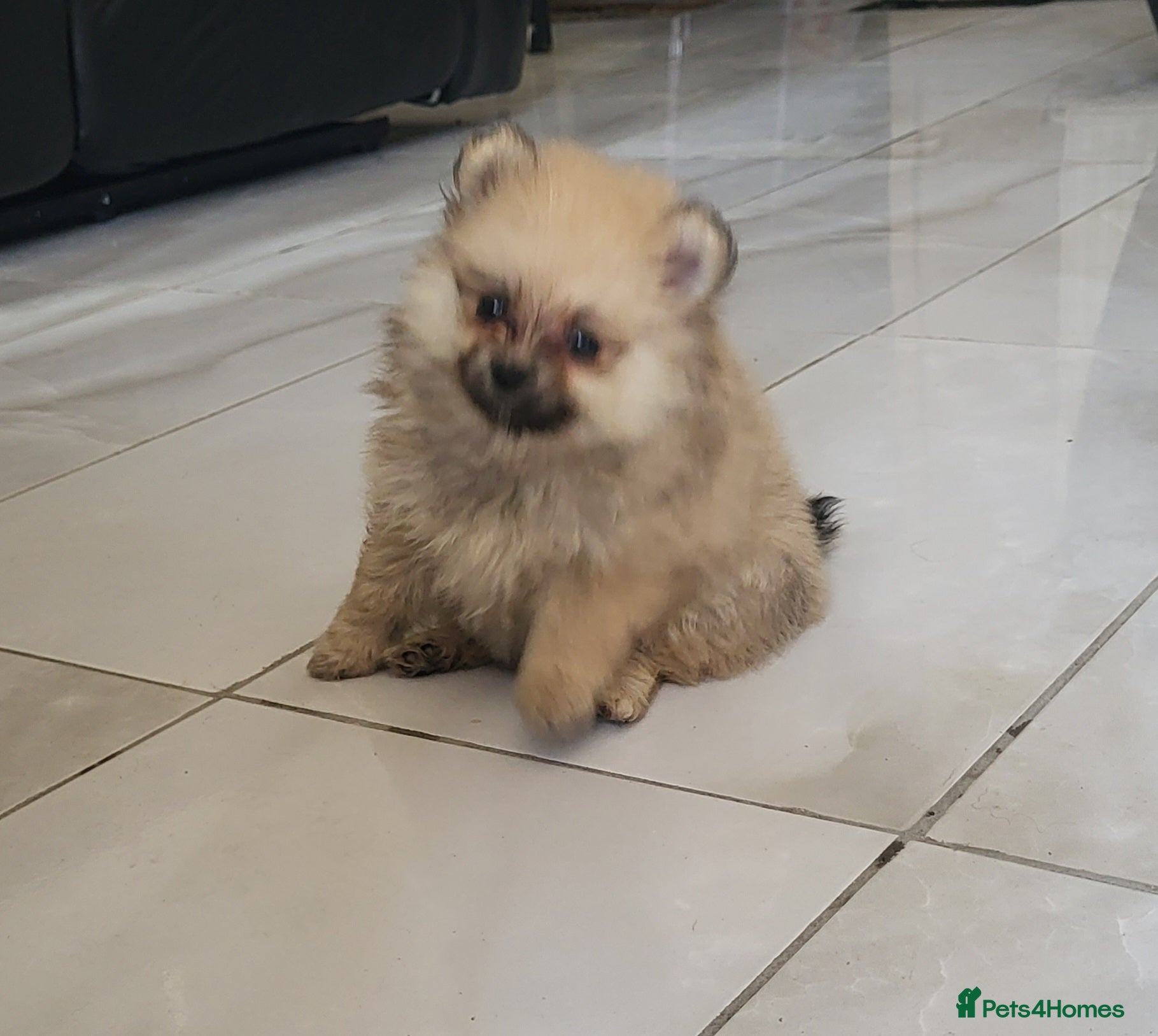 Pomeranian dogs Pomeranian mixed litter  - Advert 2
