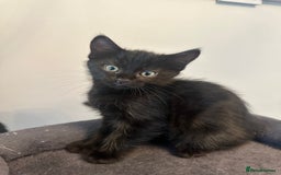 Mixed Breed cats for sale: Mixed breed kittens.  - Image 5