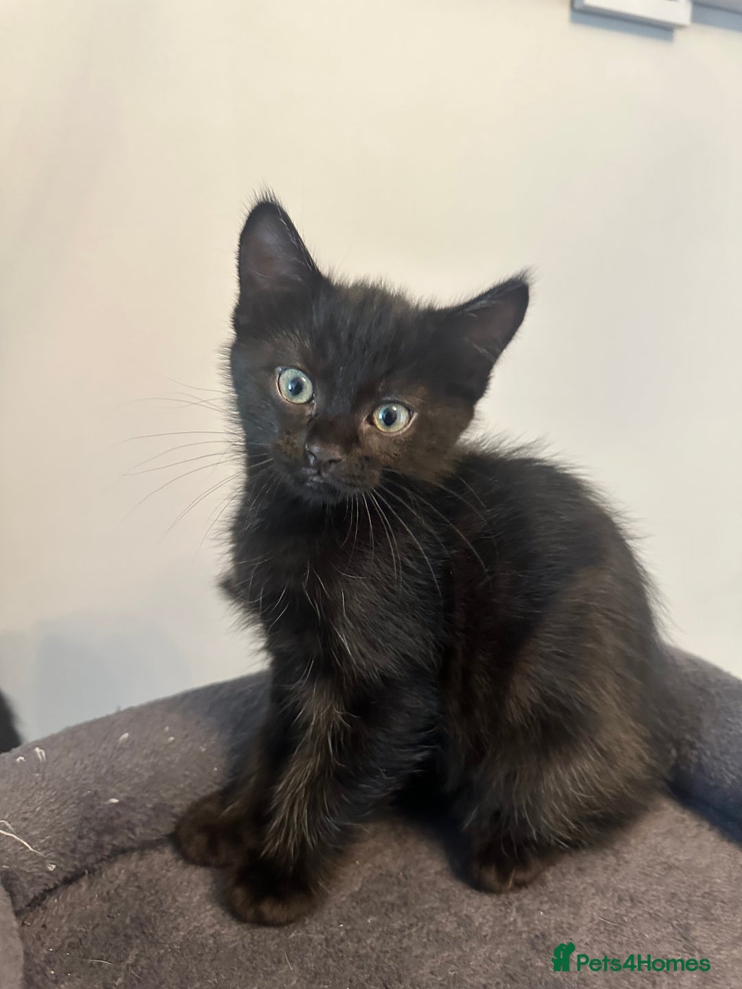 Mixed Breed cats for sale: Mixed breed kittens.  - Image 5
