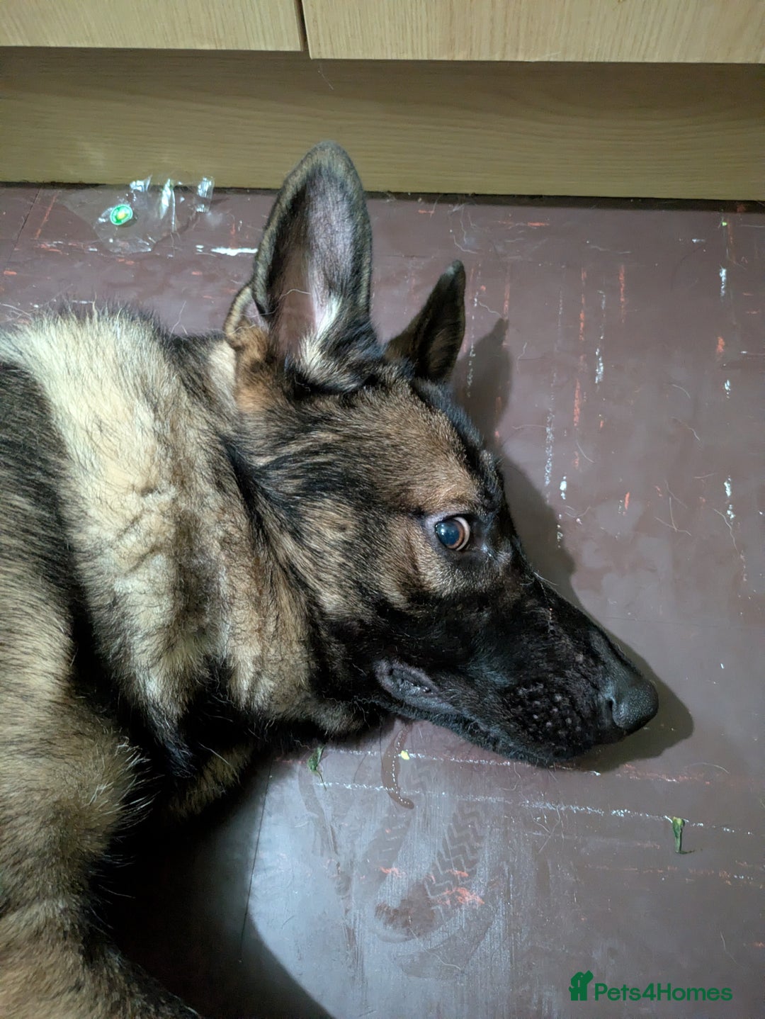 German Shepherd dogs for sale: Friendly, energetic German Shepherd dog 11 months - Advert 3