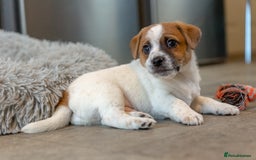 Jack Russell dogs for sale: Jack Russell puppies - Image 9