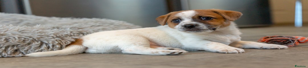 Jack Russell Puppy 2