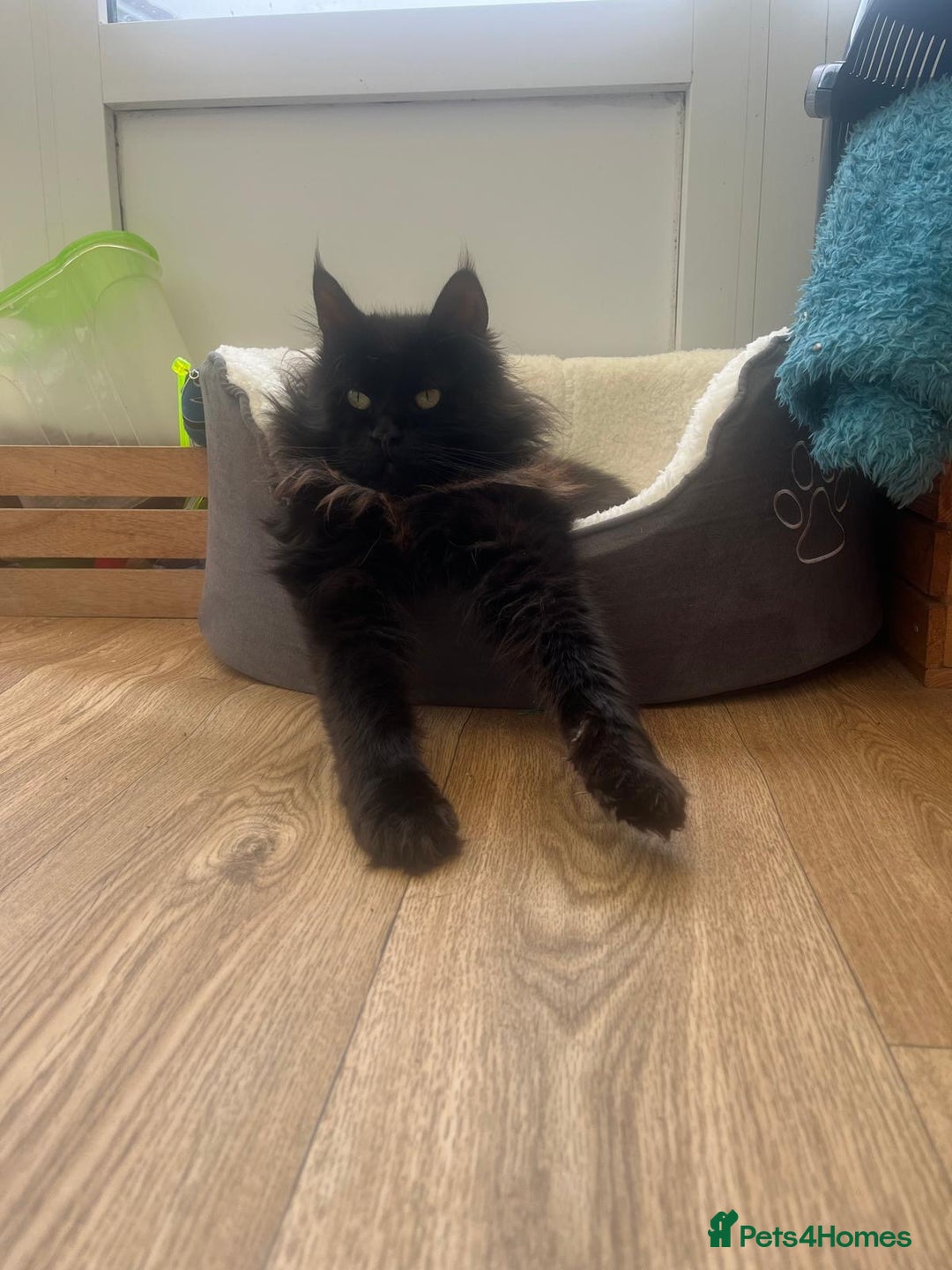 Maine Coon cats for sale: Beautiful Maine coon looking for a new home  - Advert 4