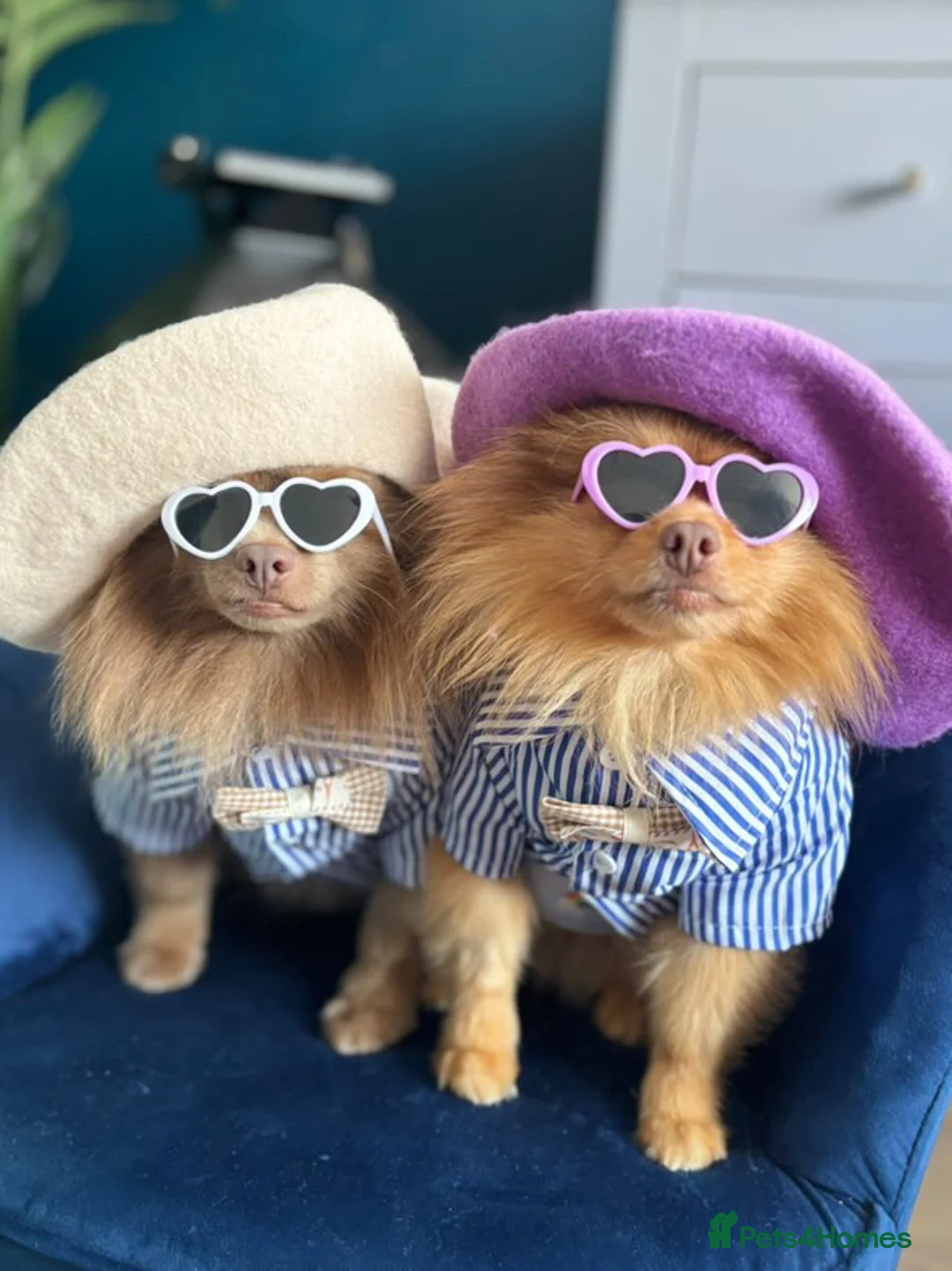 Pomeranian dogs for stud: Cobee (PROVEN)  ( STUD ONLY ) (PRODUCING MERLES)   in Liverpool - Advert 39