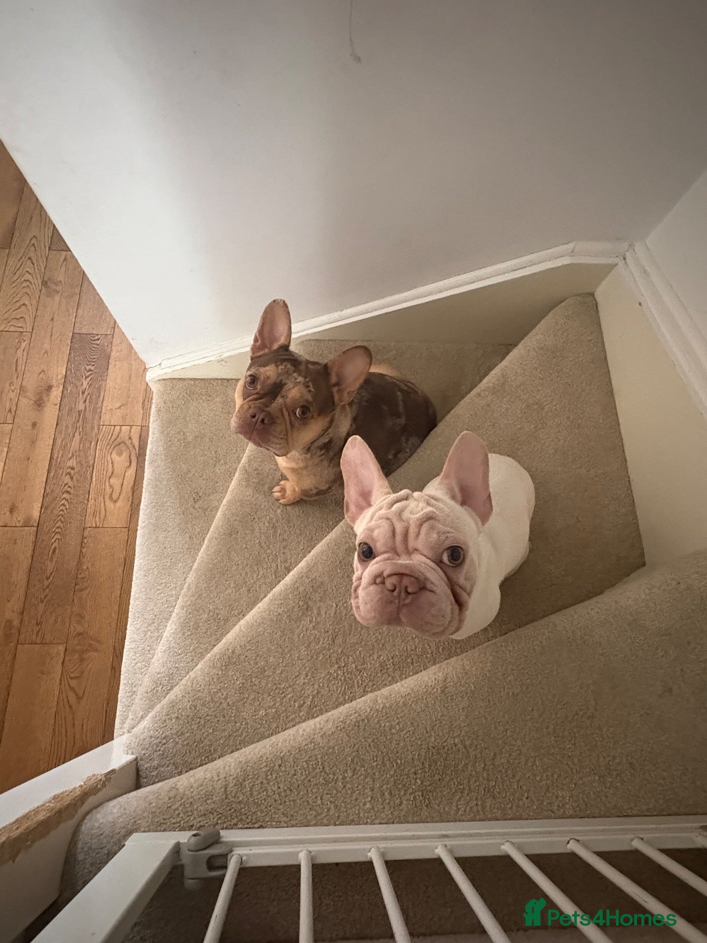 French Bulldog dogs French bulldog 1 year old bitch  - Advert 3
