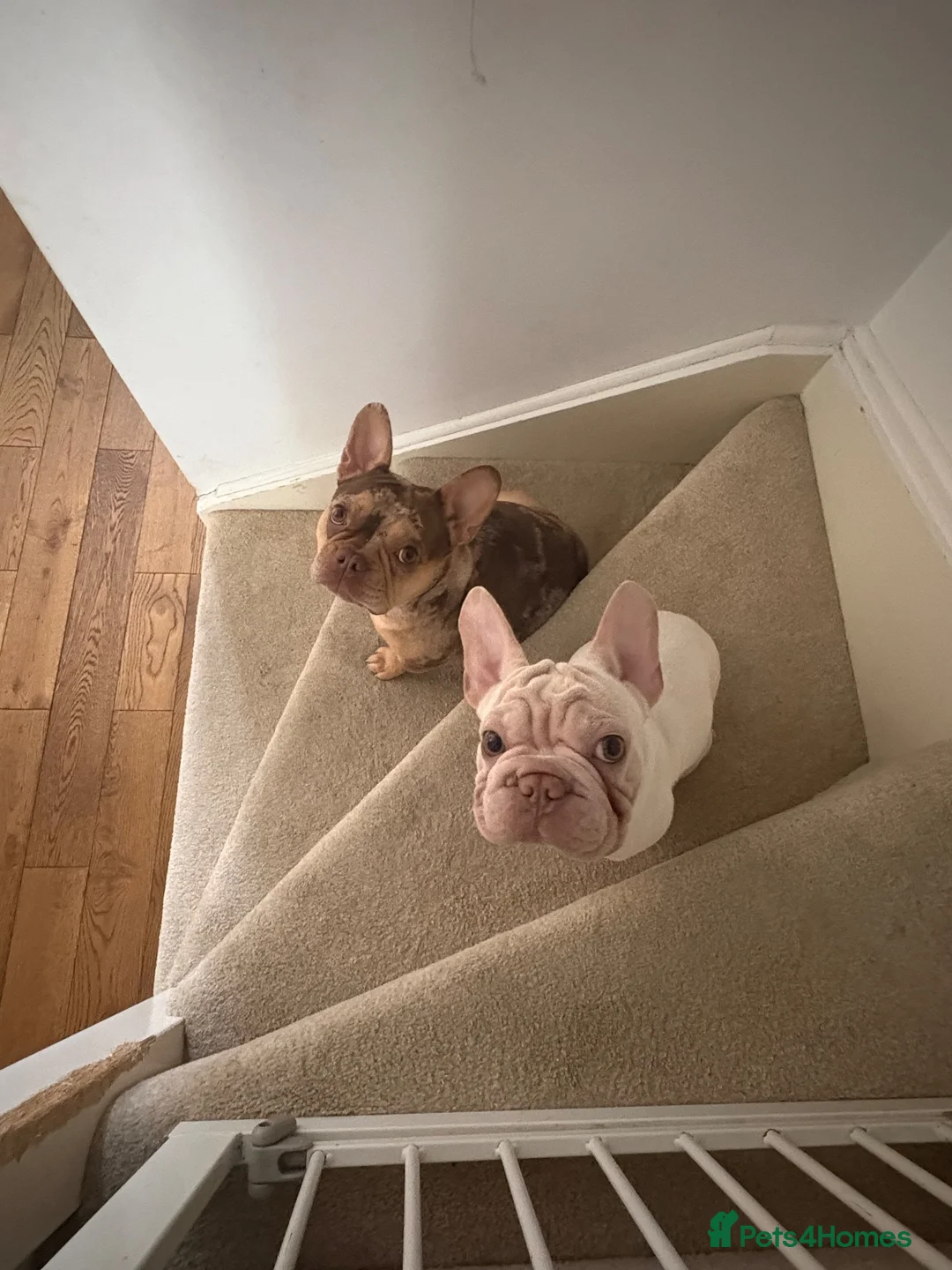 French Bulldog dogs for sale: French bulldog 1 year old bitch  in Grantham - Advert 1