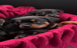 Rottweiler dogs for sale: Pedigree German chunky Rottweiler puppies  - Advert 31