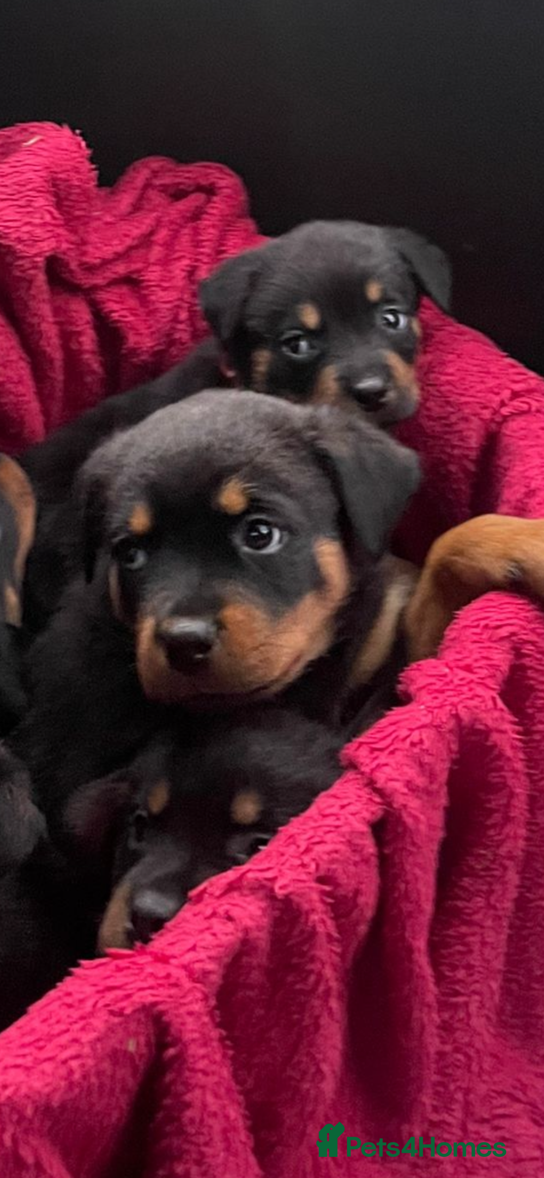 Rottweiler dogs for sale: Pedigree German chunky Rottweiler puppies  - Advert 31