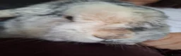 Mixed Breed rabbits for sale: Two boy rabbits  - Advert 3