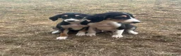 Saluki dogs for sale: Saluki puppy s  - Advert 5