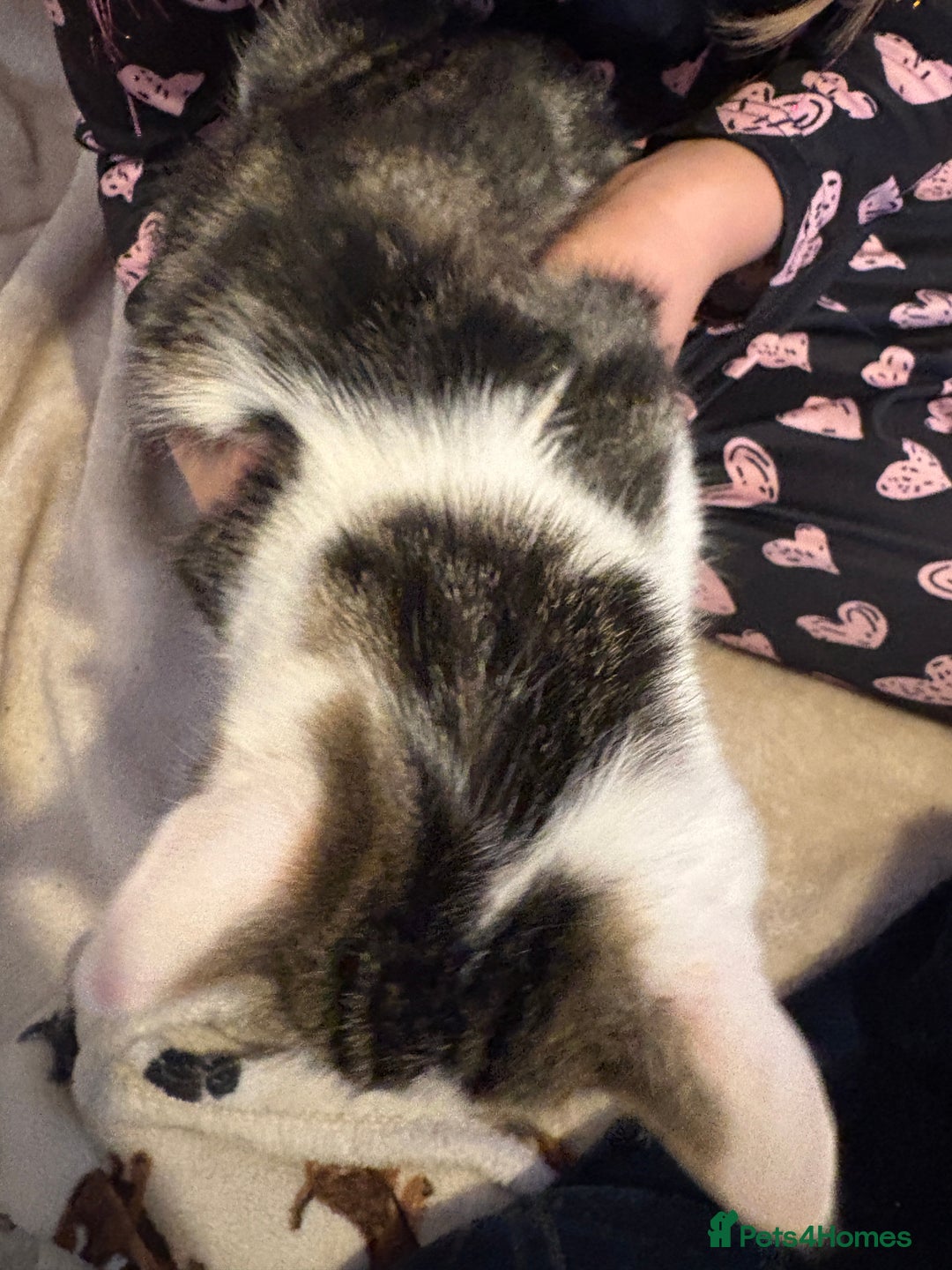 Mixed Breed cats for sale: Kittens 4 sale - Advert 6