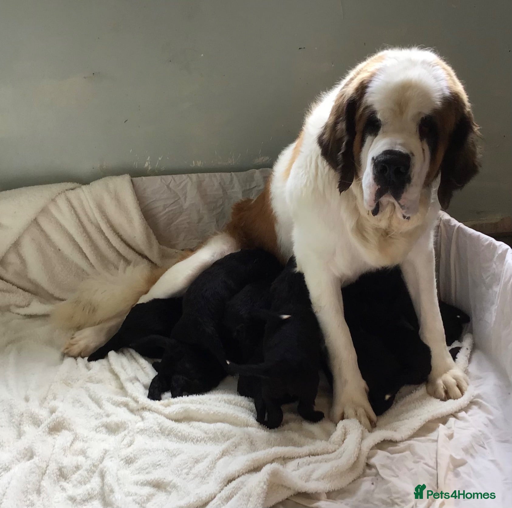 Saint Berdoodle dogs Striking and Rare Saint Bernadoodle Pups - Advert 2