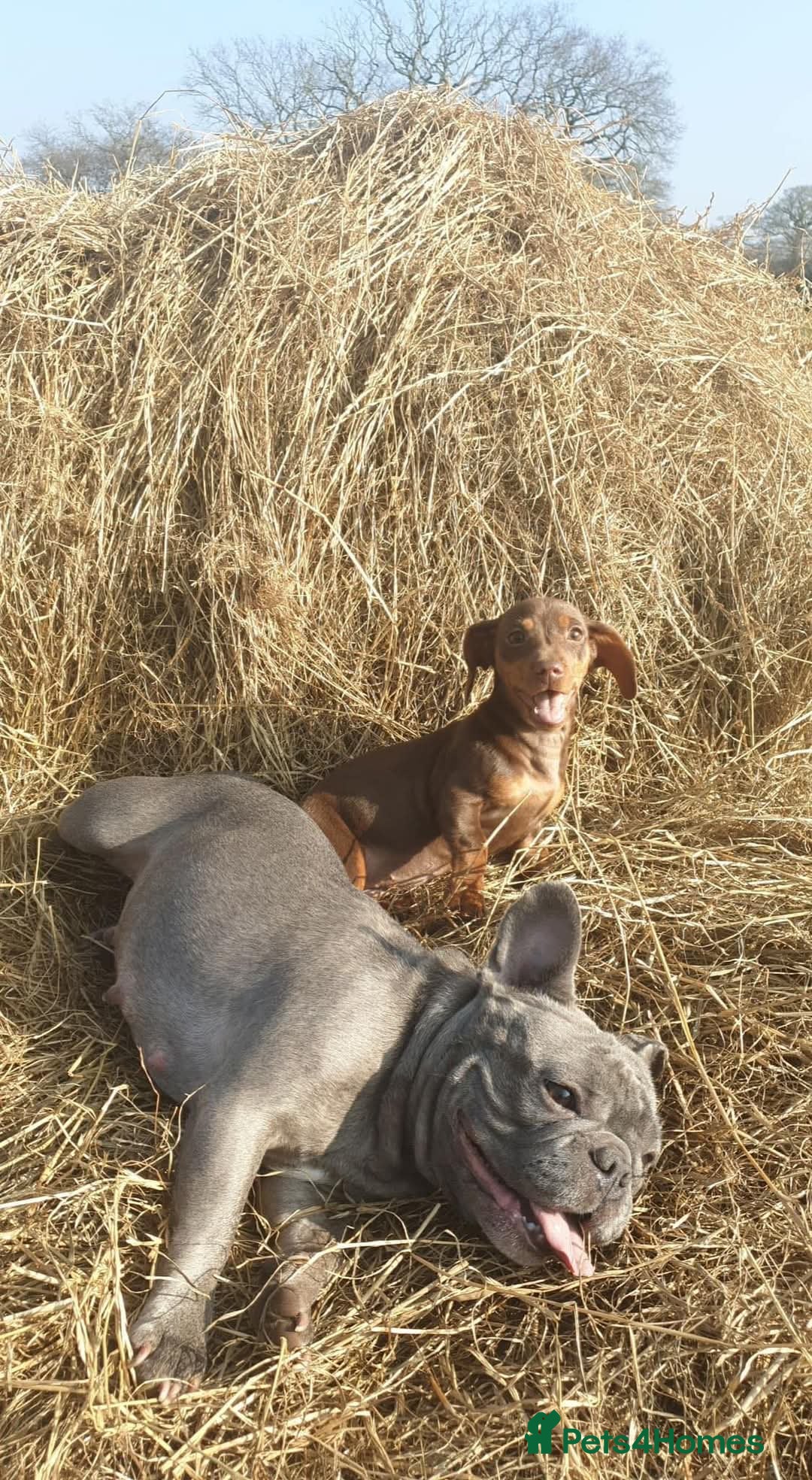 Miniature Dachshund dogs for sale: Beautiful chocolate and tan mini daushund  - Image 1