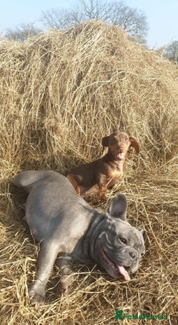 Miniature Dachshund dogs - Advert 5