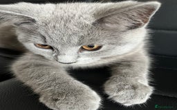 British Shorthair cats for sale: British short hair kitten - Image 1