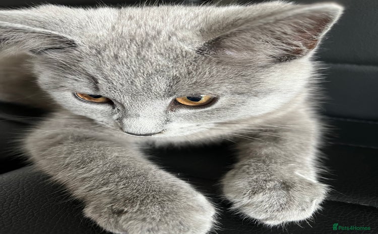 British Shorthair cats - Advert 1