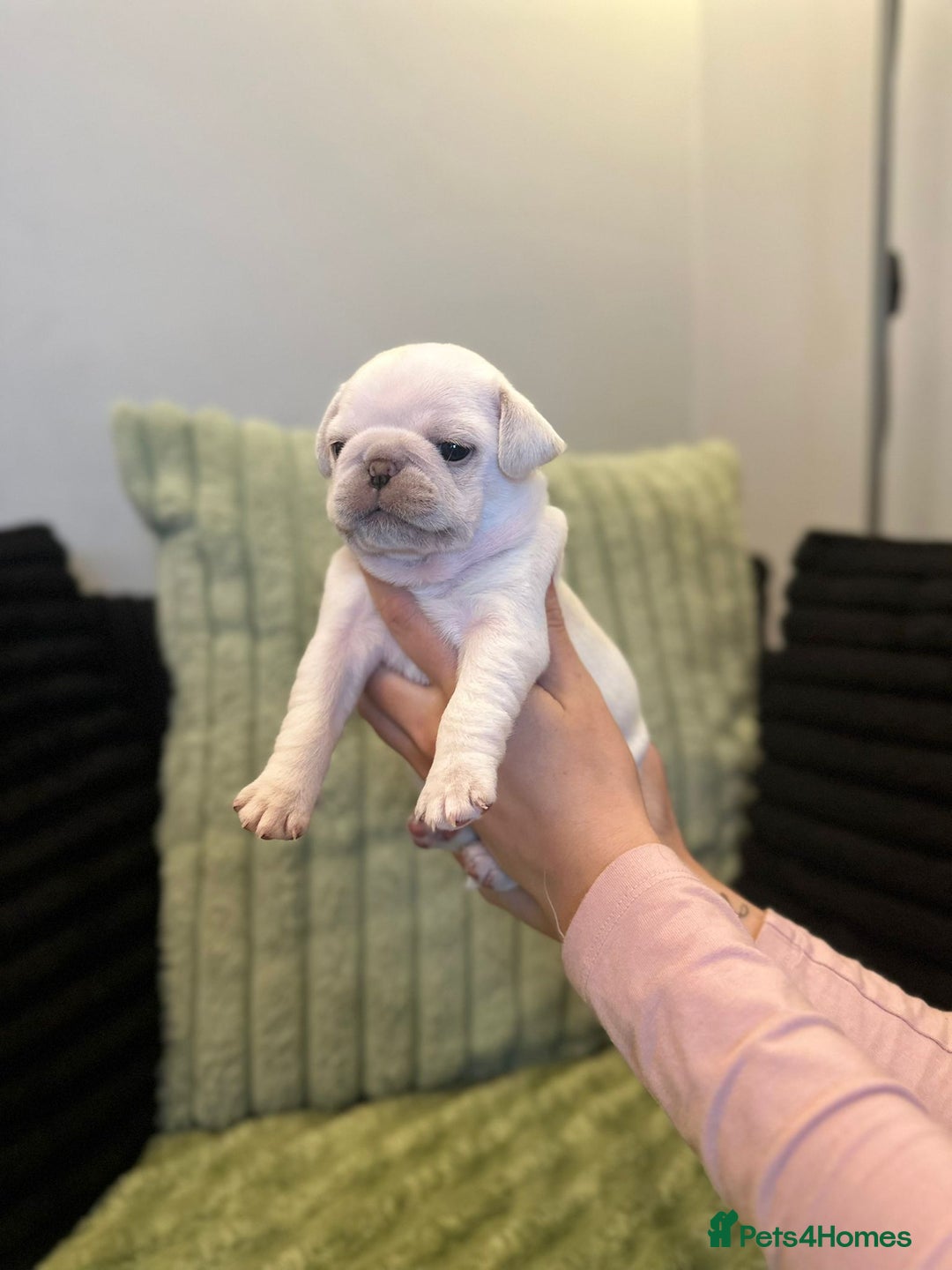 Pug dogs for sale: Pug Puppies - Image 9