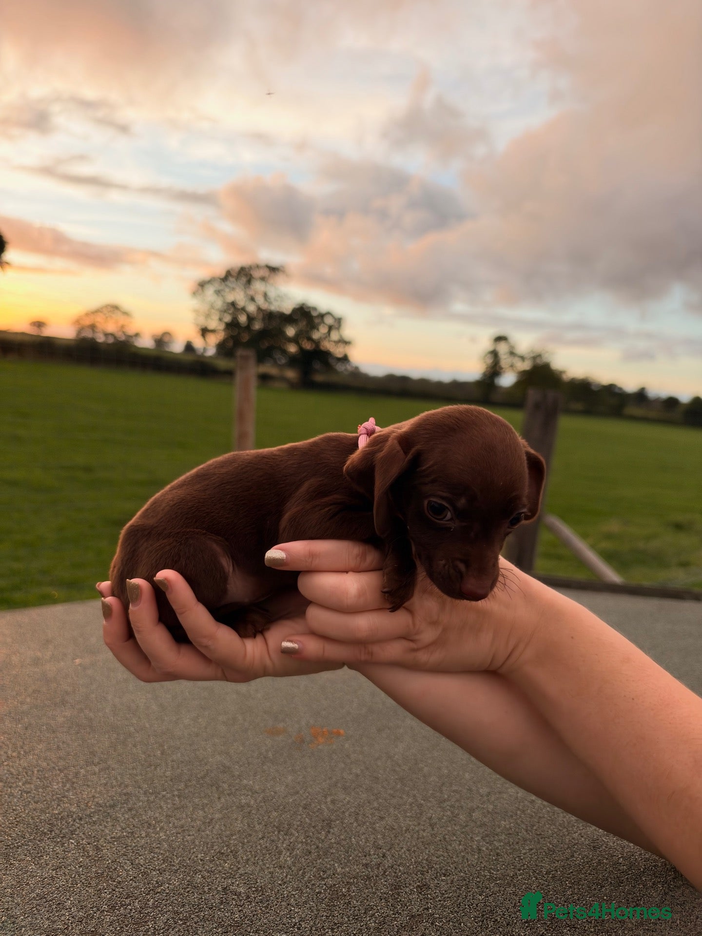 Mixed Breed dogs Cockspaniel x patterdale puppy’s 🏡🏡🏡🏡 - Advert 2
