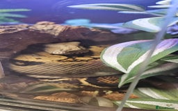 Boa Snake reptiles for sale: Nicaragua Boa Female approx 5 years old and Set Up - Image 5