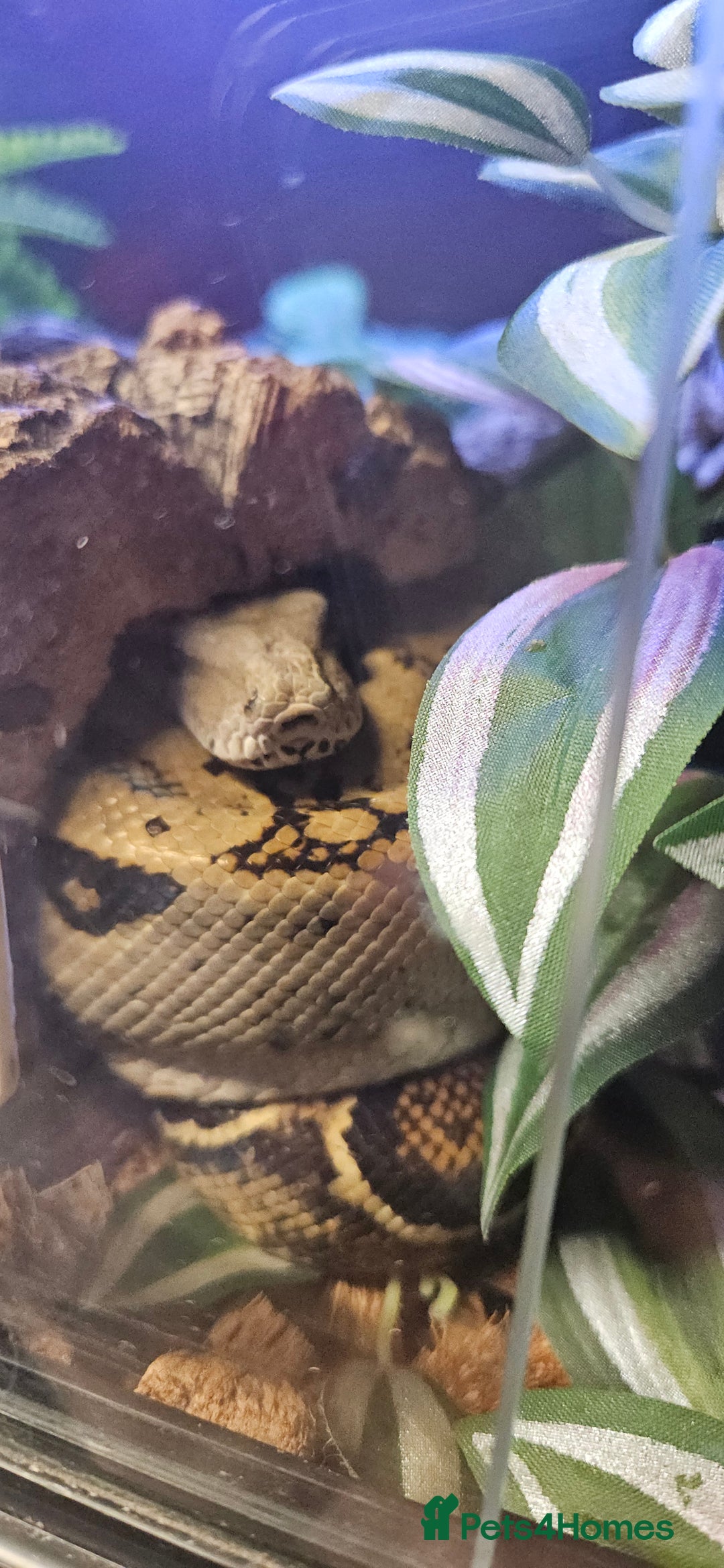 Boa Snake reptiles for sale: Nicaragua Boa Female approx 5 years old and Set Up - Image 5