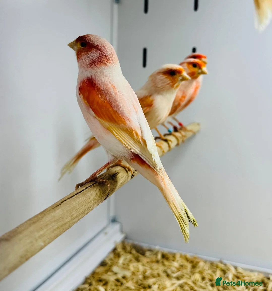 Canaries birds for sale: Red mosaic . Harlequin. Red factor - Advert 3