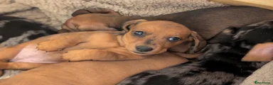 Miniature Dachshund Puppy 5