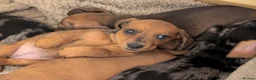 Miniature Dachshund dogs for sale: Beautiful pups  - Advert 11
